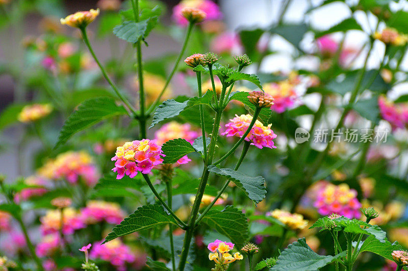 马鞭草/灌木马鞭草/马鞭草/大鼠尾草花